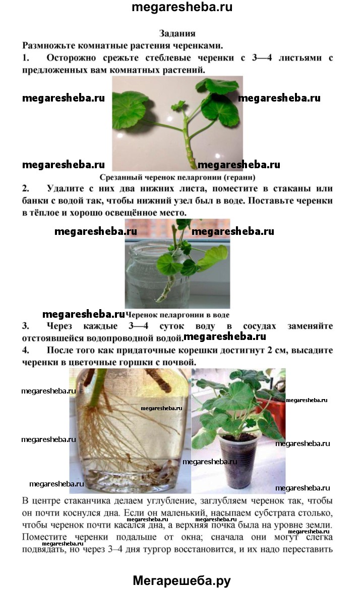 25§ - Задания гдз по биологии 6 класс Пасечник