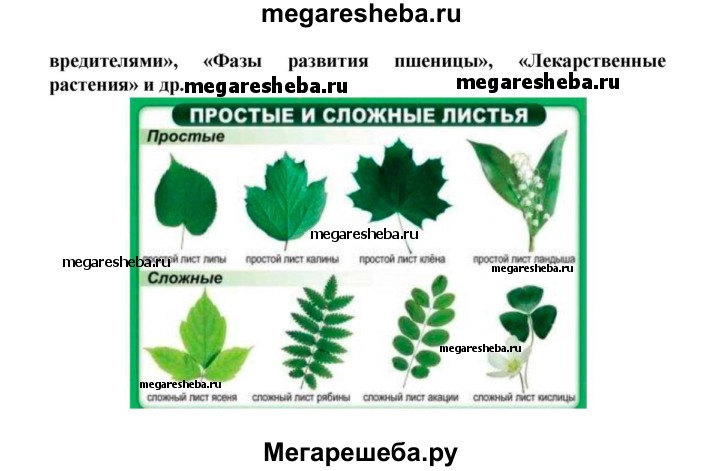 Сложные листья биология 6 класс. Простые и сложные листья биология 6 класс. Лист ландыша простой или сложный. Лист ландыша простой или сложный лист. Лист рябины простой или сложный.